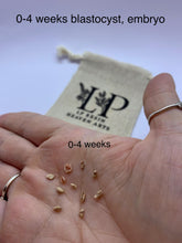 Load image into Gallery viewer, Gestational aged clay fetus