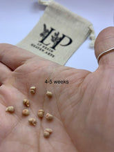 Load image into Gallery viewer, Gestational aged clay fetus