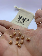 Load image into Gallery viewer, Gestational aged clay fetus