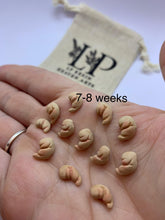 Load image into Gallery viewer, Gestational aged clay fetus