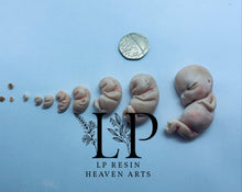 Load image into Gallery viewer, Gestational aged clay fetus